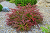 Berberys Thunberga 'Golden Ring' - Sadzonka 15-25 cm