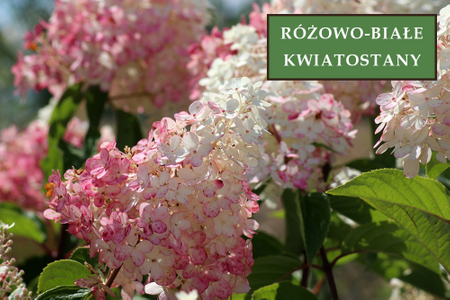 Hortensja bukietowa 'Pinky Winky' - Sadzonka 30 cm