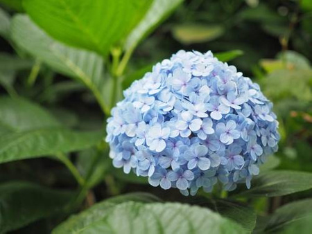 Hortensja Ogrodowa 'Nikko Blue' – Sadzonka 10-50 cm