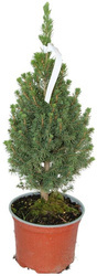 Świerk Biały 'Conica' – Sadzonka 25-40 cm