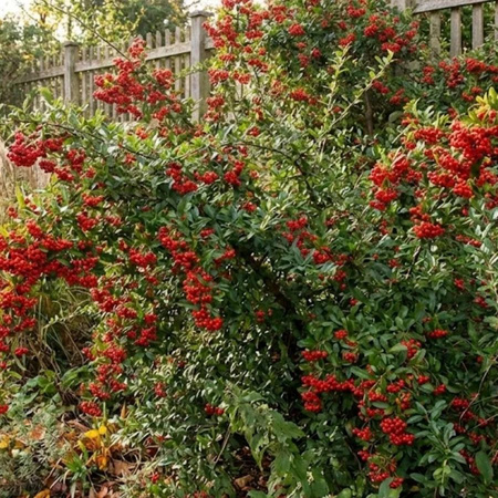 Ognik Szkarłatny Red Column (Pyracantha Coccinea Red Column)