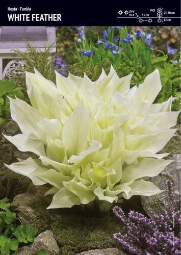 Funkia 'White Feather'