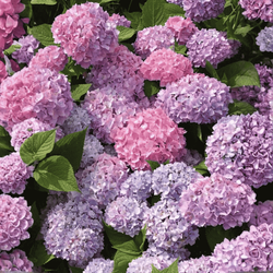 Hortensja Ogrodowa 'Bouquet Rose' – Sadzonka 20 cm