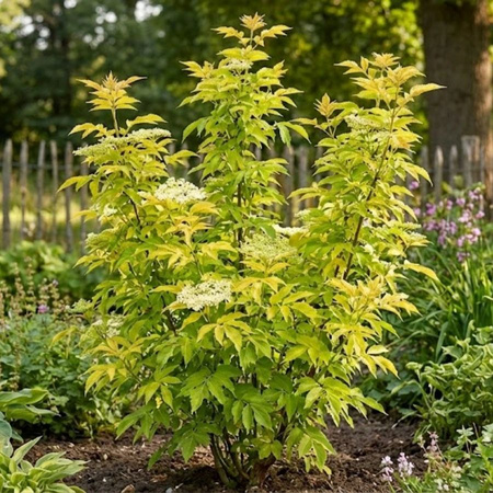 Bez Czarny Golden Tower (Sambucus Nigra Golden Tower)