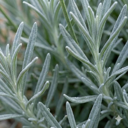 Lawenda Wąskolistna Hidcote (Lavandula Angustifolia Hidcote)