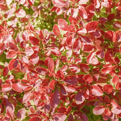 Berberys Thunberga 'Coronita' – Sadzonka 30 cm