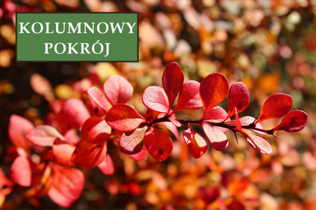 Berberys Thunberga 'Red Rocket' - Sadzonka 30 cm