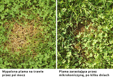 Nasiona trawy – Vegano – trawnik odporny na psa – 4 kg Target