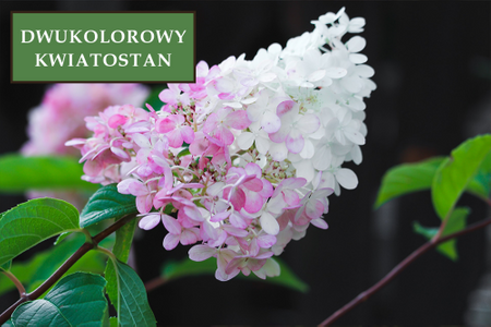 Hortensja bukietowa 'Pink Lady' - Sadzonka 30 cm