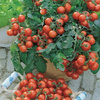 Pomidor Cherry Vilma – Kiepenkerl