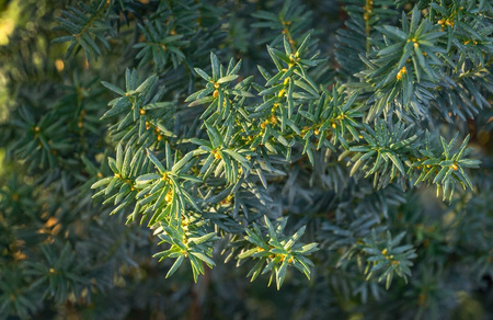 Cis Pośredni 'Hilli' – Sadzonka 30-50 cm