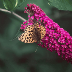 Budleja Davida 'Candy Little Ruby' – Sadzonka 25-30 cm