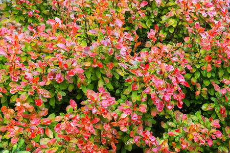 Berberys Thunberga 'Florence' - Sadzonka 30 cm