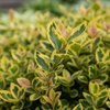 Trzmielina Fortune'a Emerald'n Gold (Euonymus Fortunei Emerald'n Gold)