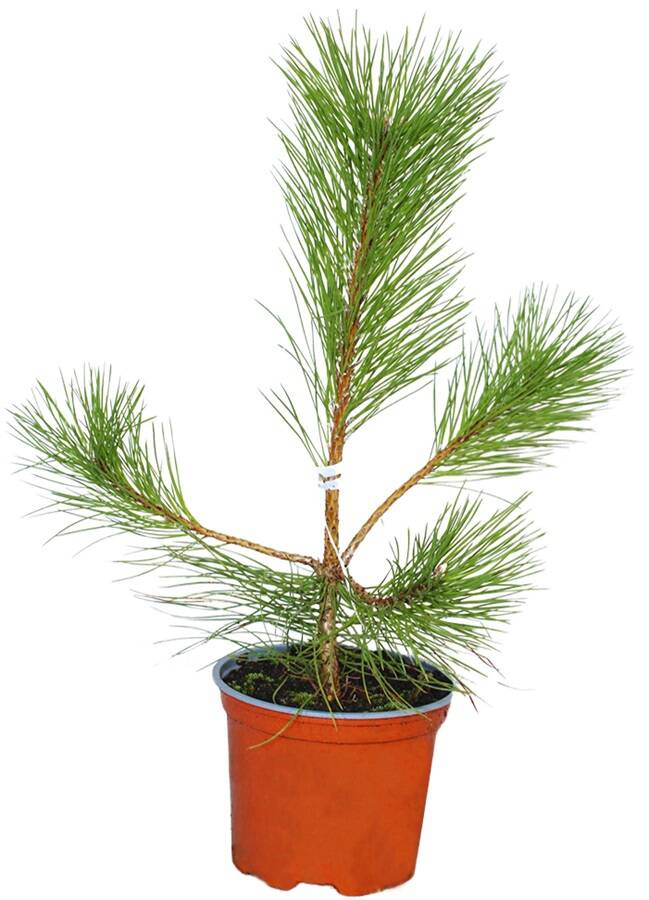 Sosna Czarna – Sadzonka 35-50 cm