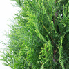 Pakiet Tuja Szmaragd 120-130 cm – 20 szt.