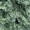 Jałowiec Pfitzera 'Pfitzeriana' - Sadzonka 60-80cm