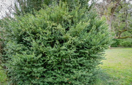 Cis Pośredni Densiformis – Botana