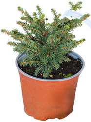 Świerk Pospolity 'Nidiformis' – Sadzonka 20 cm