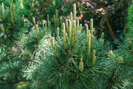 Sosna Górska Kosodrzewina 'Pumilio' – Sadzonka 20 cm