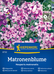 Wieczornik damski Matronenblume - Nasiona - Kiepenkerl